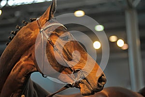 Beautiful brown stallion portrait