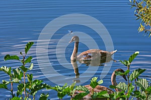 Beautiful brown swan swimming in a pond on a sunny day