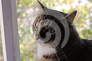 Beautiful brown tabby cat with big green eyes on the background of summer greens