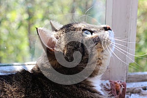 Beautiful brown tabby cat with big green eyes on the background of summer greens