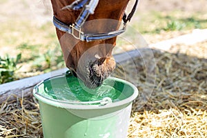 Beautiful brown thoroughbred horse drinking water from bucket. Thirst during hot summer day. Thirsty animal at farm