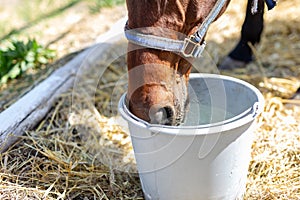 Beautiful brown thoroughbred horse drinking water from bucket. Thirst during hot summer day. Thirsty animal at farm