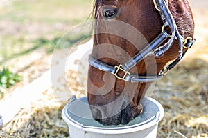 Beautiful brown thoroughbred horse drinking water from bucket. Thirst during hot summer day. Thirsty animal at farm