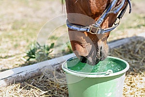 Beautiful brown thoroughbred horse drinking water from bucket. Thirst during hot summer day. Thirsty animal at farm