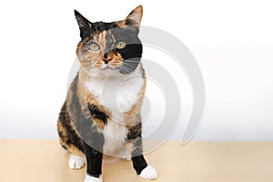 beautiful brown three colors adult domestic chimera cat with white breast sitting on light table on white background, looks around