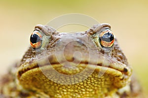 Beautiful brown toad portrait