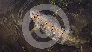 Beautiful brown trout caught by fly fishing