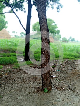 A beautiful brown trunk oof neem tree