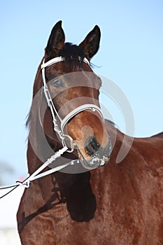 Beautiful brown warmblood with bridle in winter