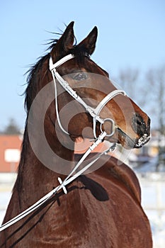 Beautiful brown warmblood with bridle in winter