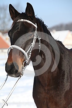 Beautiful brown warmblood with bridle in winter