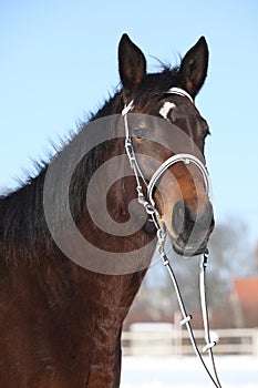 Beautiful brown warmblood with bridle in winter