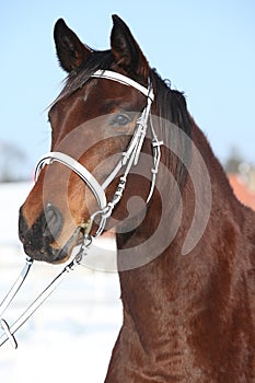 Beautiful brown warmblood with bridle in winter