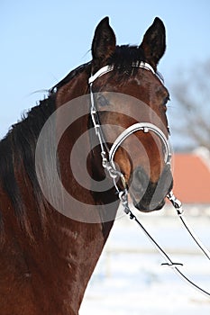 Beautiful brown warmblood with bridle in winter