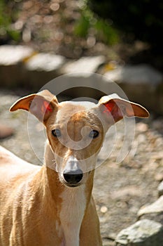 A beautiful brown whippet head portrait on the terrace in the garden