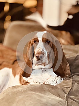 Beautiful brown and white basset hound sitting on a brown couch looking sad