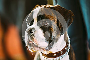 Beautiful Brown And White Boxer Dog