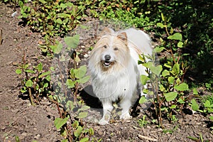 Beautiful brown and white cavapoo dog standing in the garden