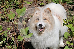 Beautiful brown and white cavapoo dog standing in the garden