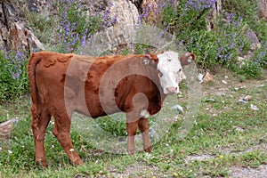 A beautiful brown with a white head and a young goiter stands on a cliff with lilac flowers