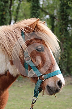 Beautiful brown and white horse