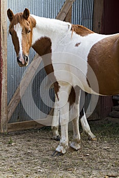 Beautiful Brown and White Horse Side View