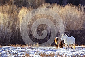 Beautiful brown and white horses Altai Republic, Russia in winter. Wildlife landscape