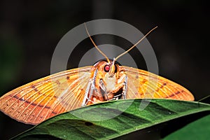 Beautiful brown yellow  Moth sitting resting, Nosy Komba, Madagascar photo