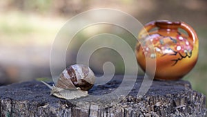 A beautiful brownish beige snail escardot  Helix pomatia crawling on a dark tree stump.