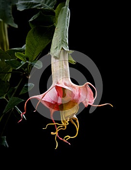 Beautiful Brugmansia Starburst Angel Trumpet on Black