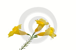 A beautiful brunch of yellow trumpetbush flower blossom on white isolated background