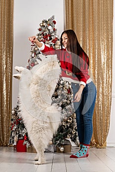 Beautiful brunet girl in santa sweater playing with white dog