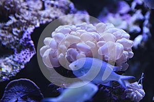 Beautiful Bubble colar among swimming fish in the aquarium