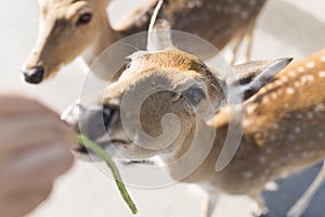 Beautiful buck eating vetgetable, grass or leaf frome hand