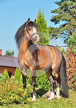 Hermoso ciervo galés poni semental 