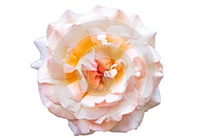 Beautiful bud of a blooming rose with soft pink petals Isolated on a white background