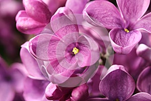 Beautiful bud blossomed of lilacs