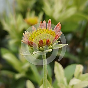 Beautiful bud of red gaillardia pulchella