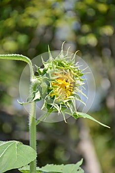 Beautiful bud sunflower