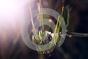 A beautiful bud typical of the south of France