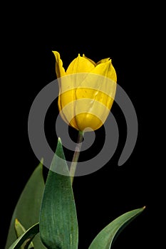 Beautiful bud of yellow tulip on black background