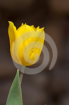 Beautiful bud of yellow tulip on blurred background