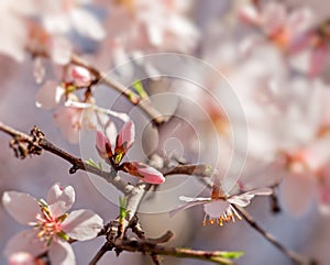 Beautiful budding - buds