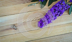 Beautiful buddleia shrub flower on wooden background. photo