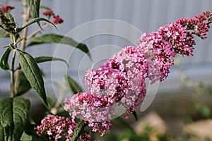 Beautiful buddleja blooming in cottage garden. Close up of pink buddleja davidii flowers.Wild natural garden,