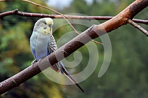 Budgerigar on a branch in an aviary