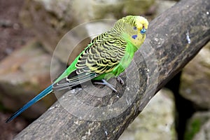 Budgerigar on a branch in an aviary
