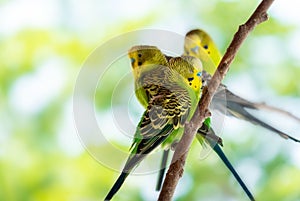 Beautiful budgie sit on  branch blurry background. Copy space. Selective focus