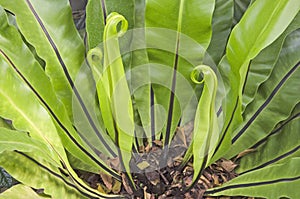 Beautiful buds of bird`s nest fern