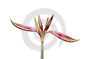 Beautiful buds of the burgeoning bulbous plant Hippeastrum. Red buds on a white background. Isolated hippeastrum inflorescence